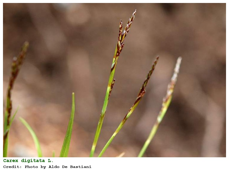 Carex digitata L.